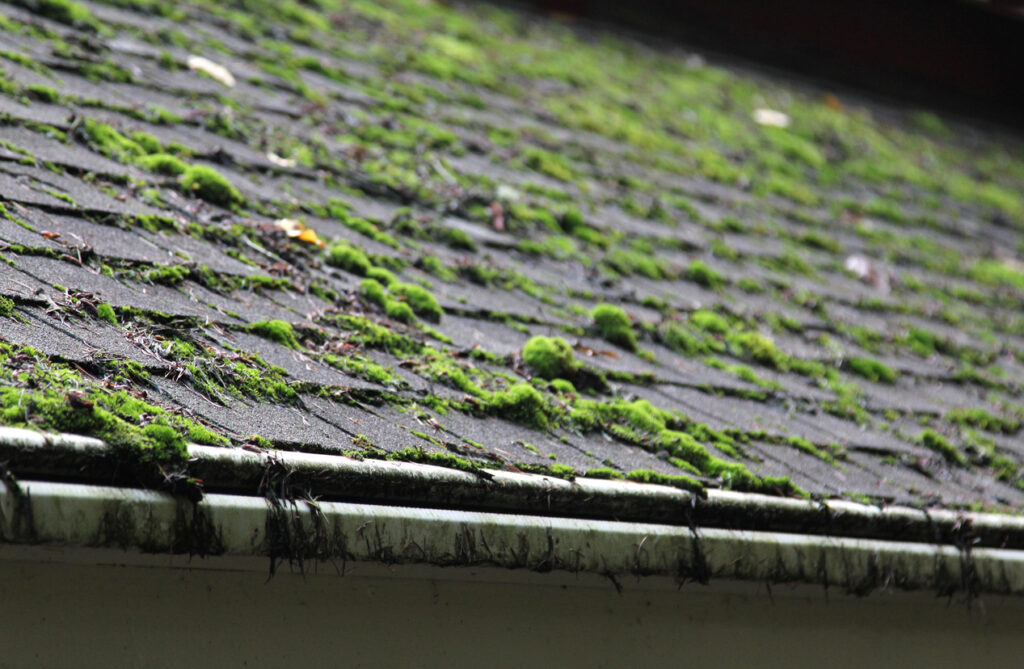 Moss growing on a shingled roof
